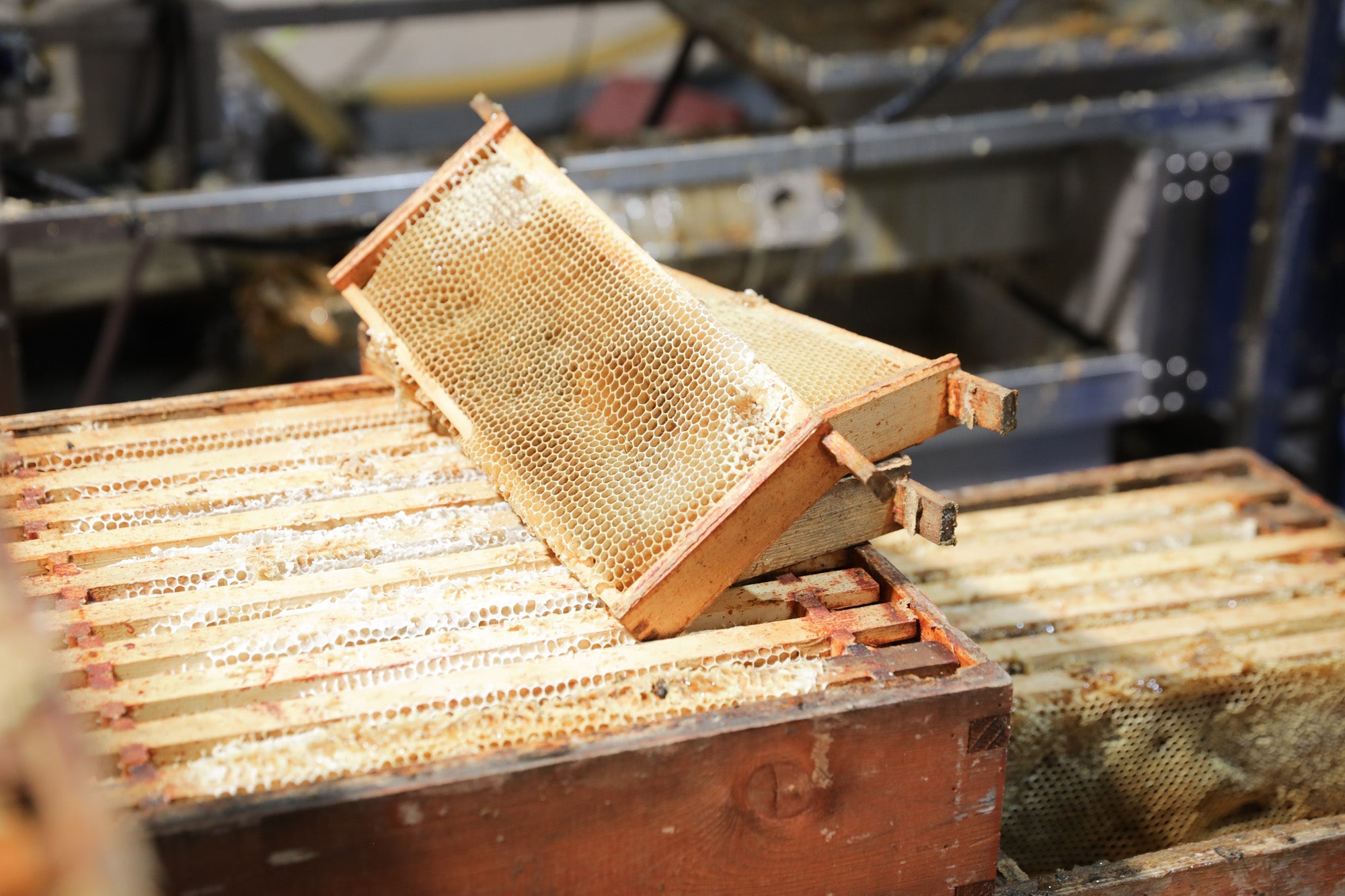 Honey is removed from a beehive