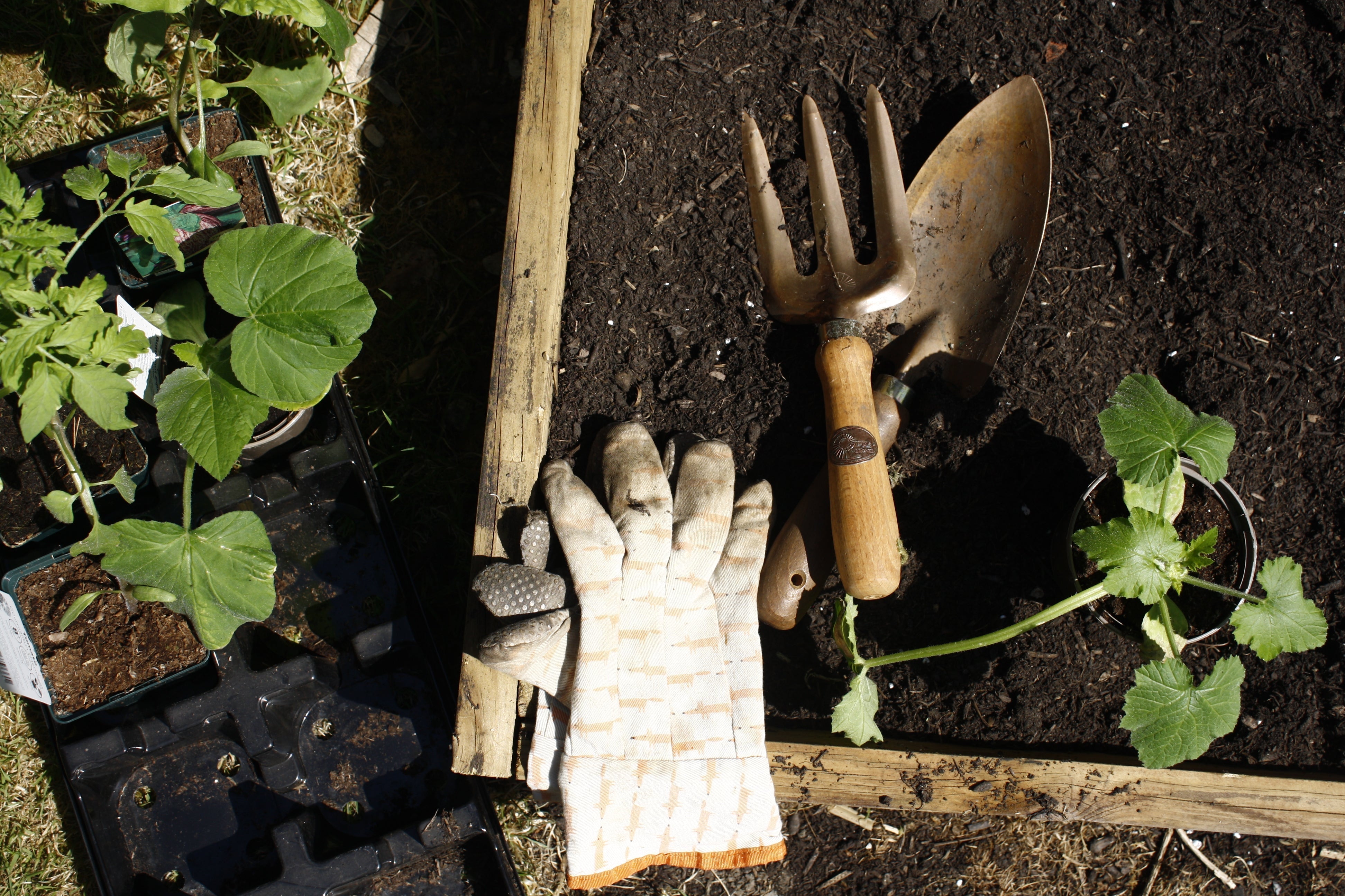 The Quiet Joy of a Kitchen Garden