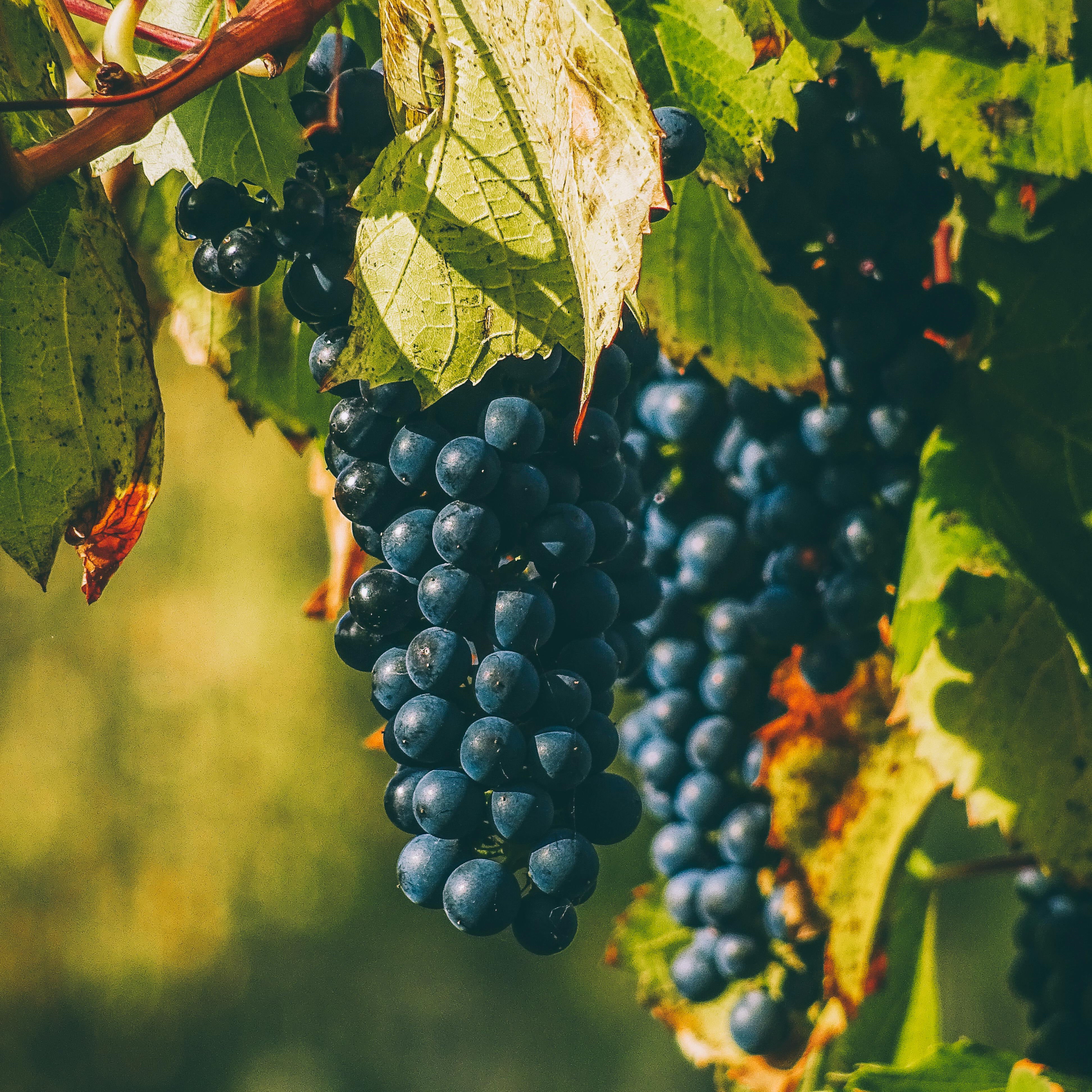 A Bubbling Revolution