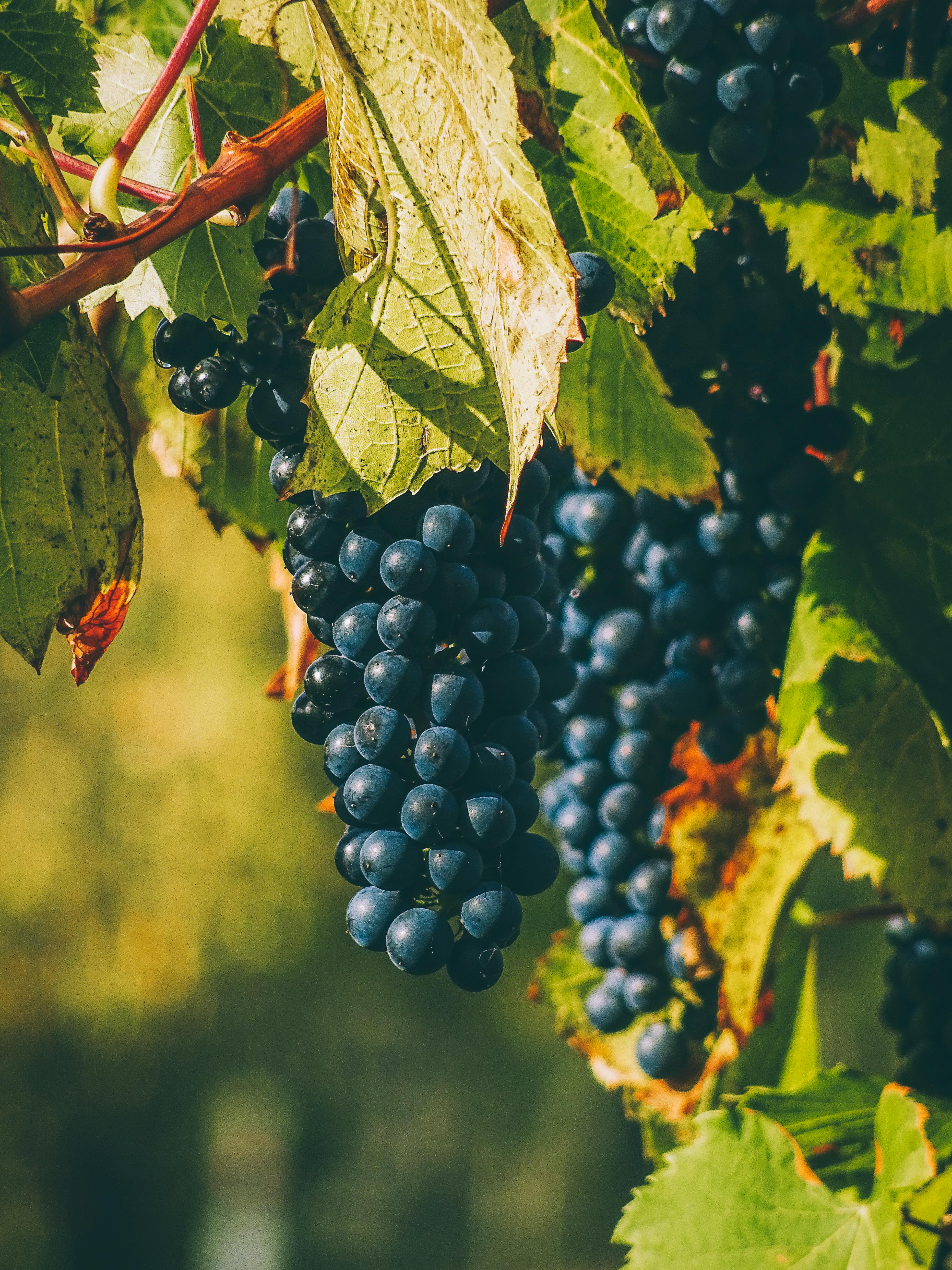 A Bubbling Revolution