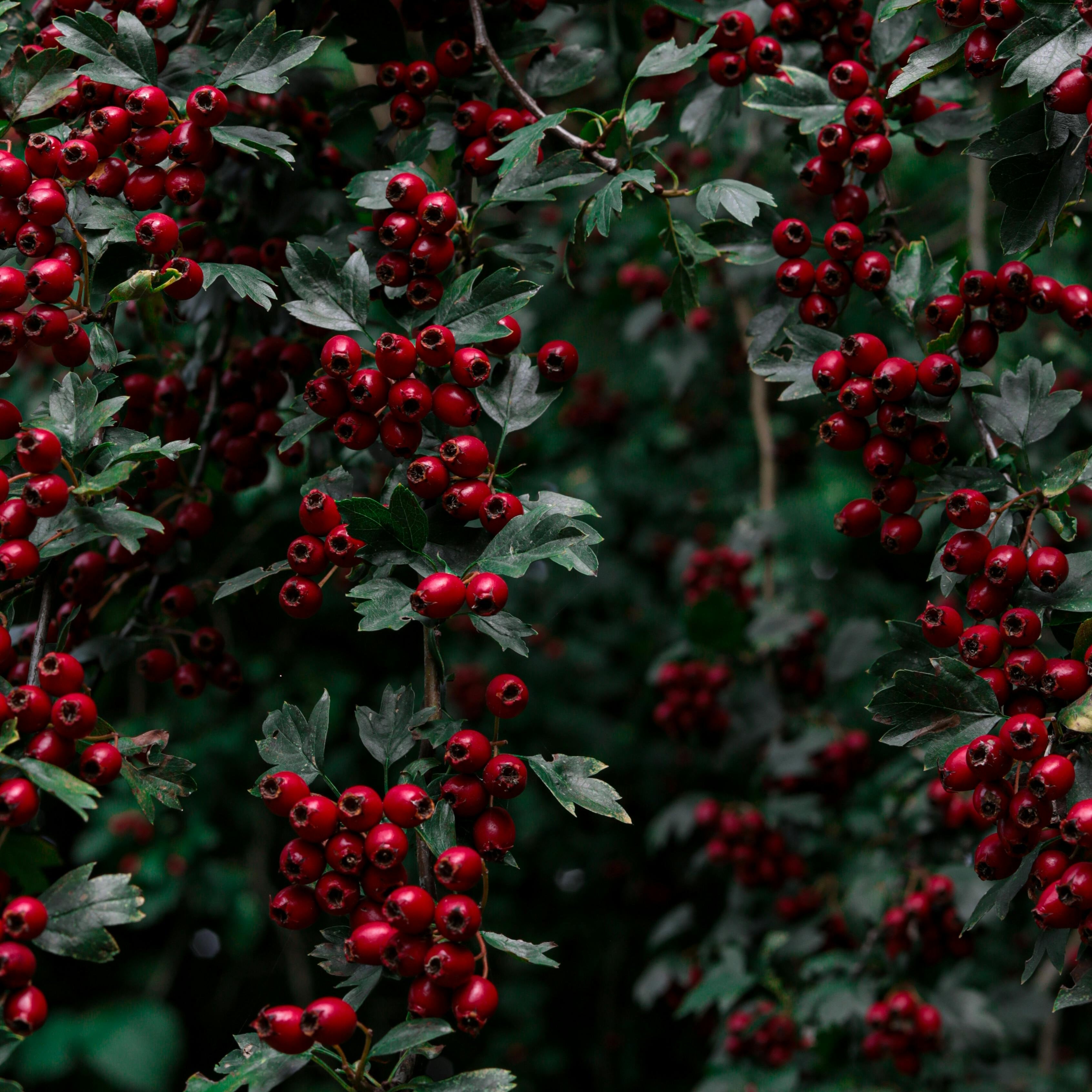 Foraging in the Cotswolds: Wild food for your autumn table