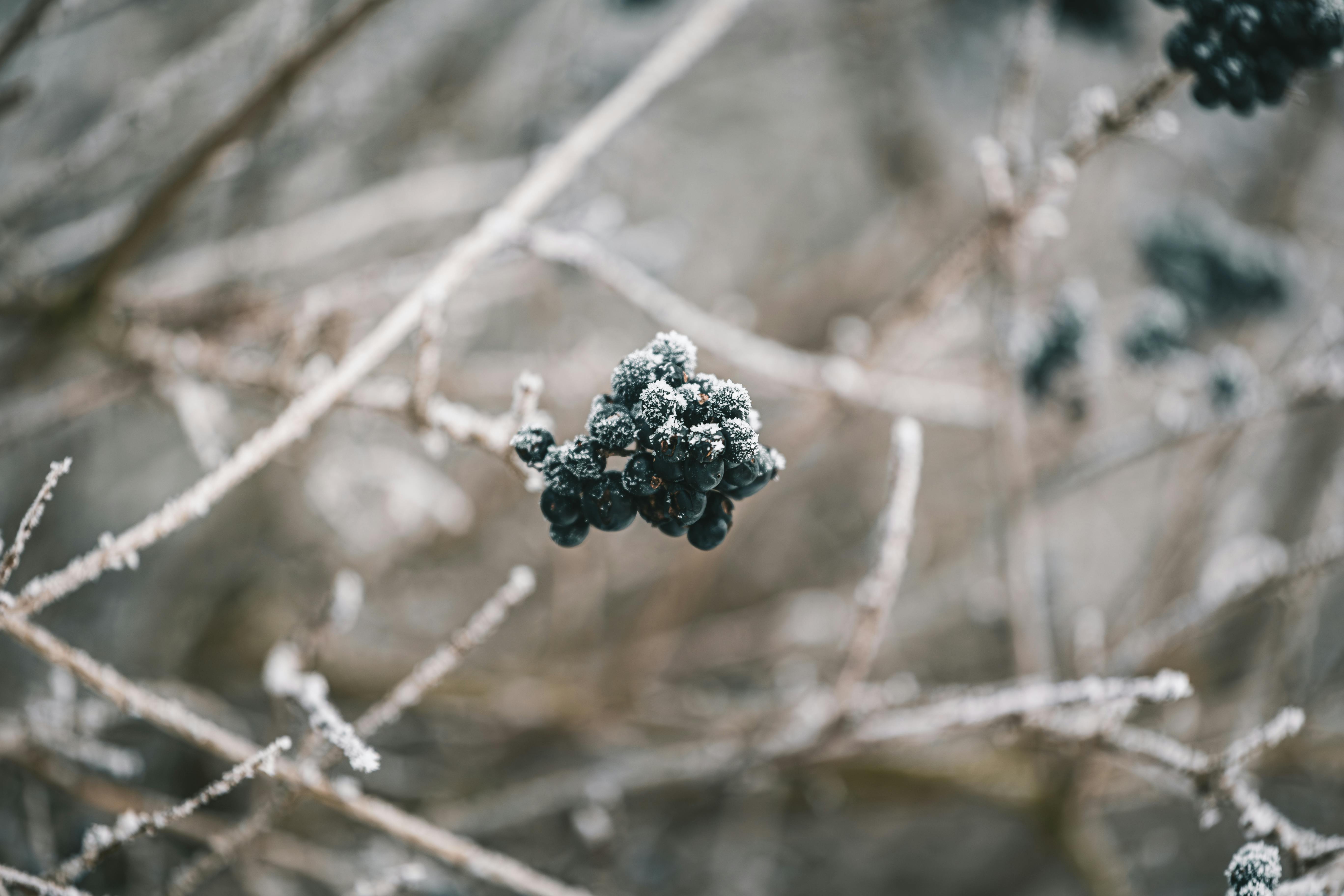Frost-covered berries on a branch with a blurred natural background. Five Valleys Hamper Co.