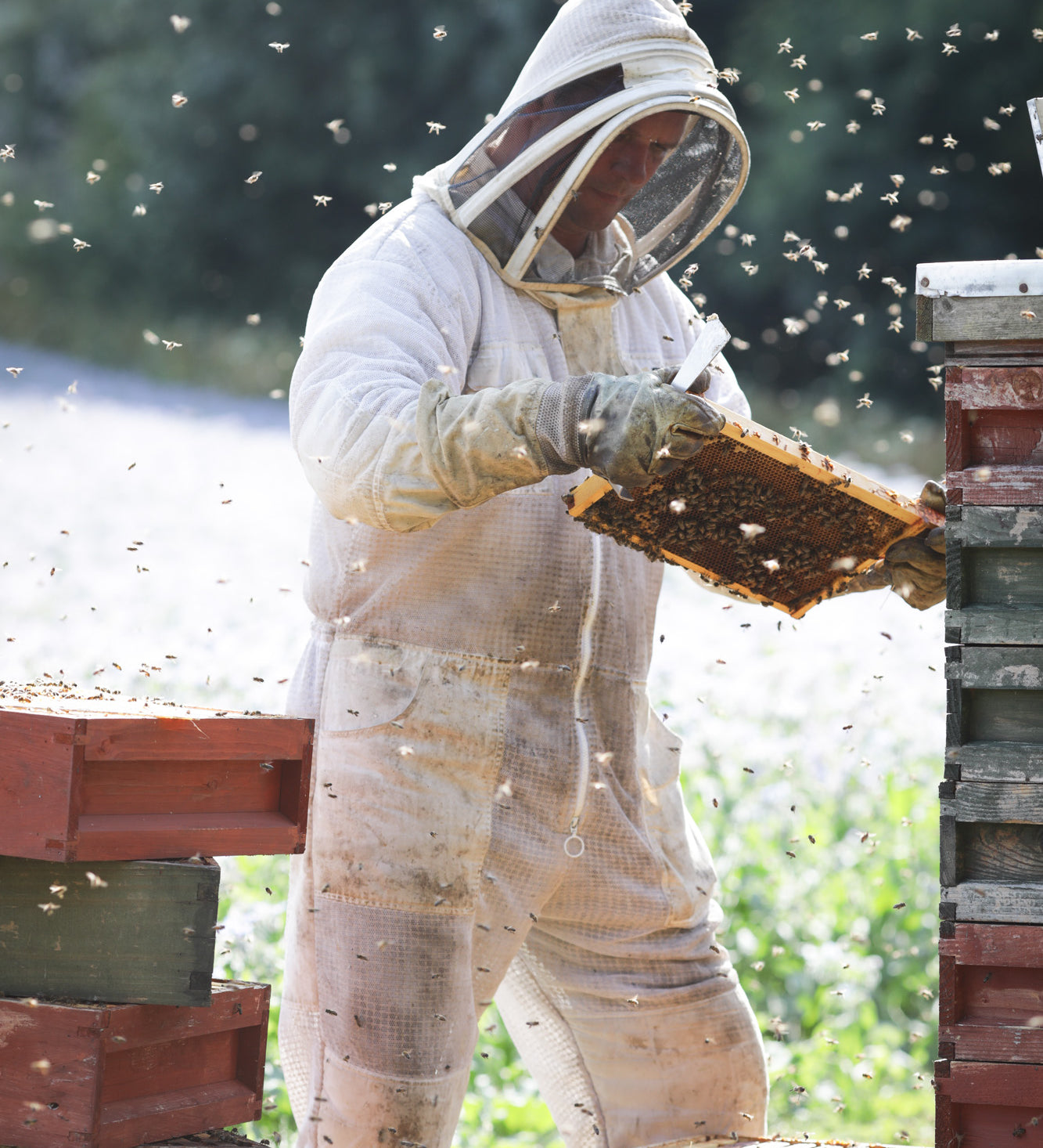 Beekeeper inspects beehive