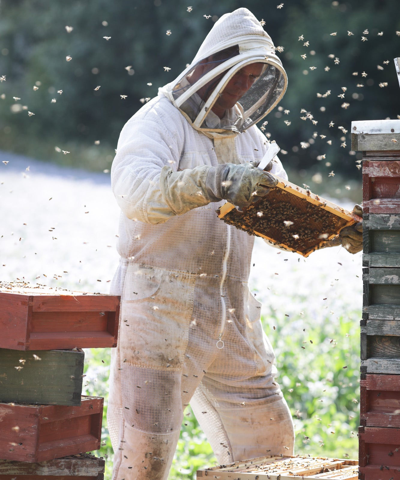 Beekeeper inspects beehive