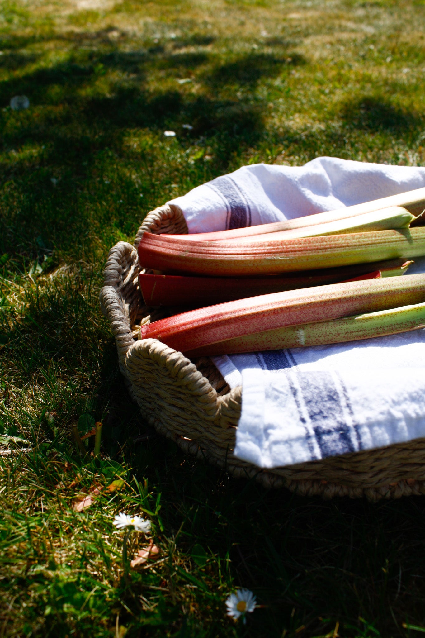 A basket of rhubarb on the grass of an English garden