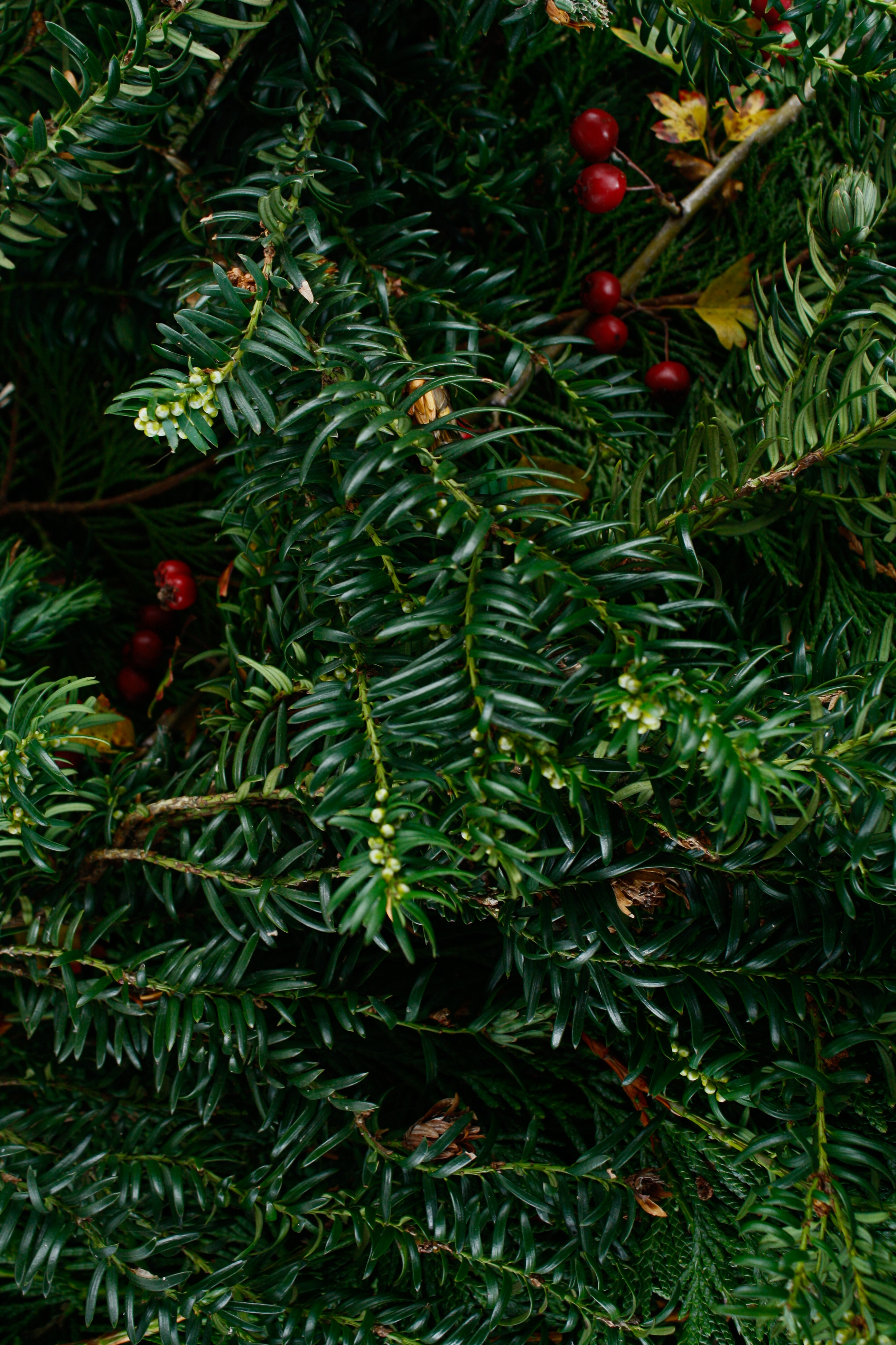 Winter foliage with red berries